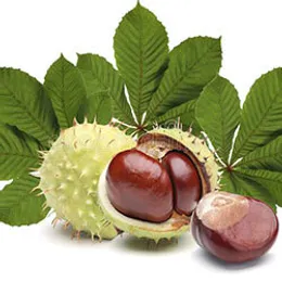 Castaño de Indias