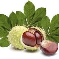 Castaño de Indias